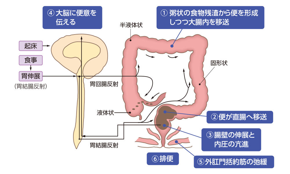 ①粥状の食物残渣から便を形成 しつつ大腸内を移送②便が直腸へ移送③腸壁の伸展と内圧の亢進④大脳に便意を伝える⑤外肛門括約筋の弛緩⑥排便